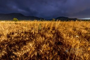 Wheat in the storm_13.jpg